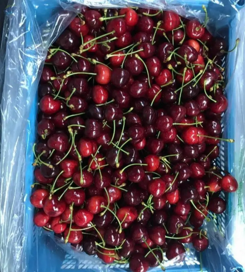 Fresh Red Cherries From Turkey