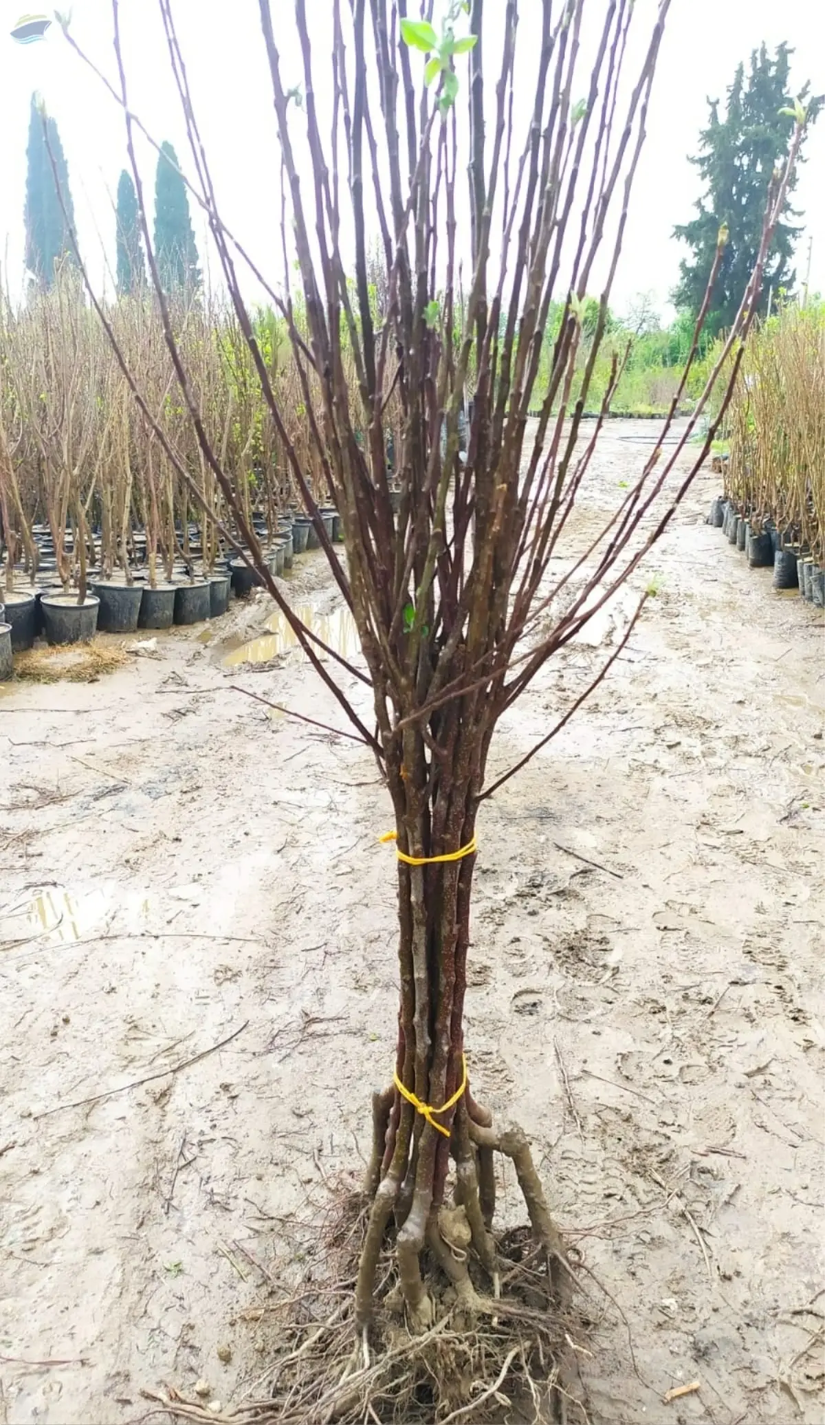 Grafted, Certificated Apple Sapling Seedling