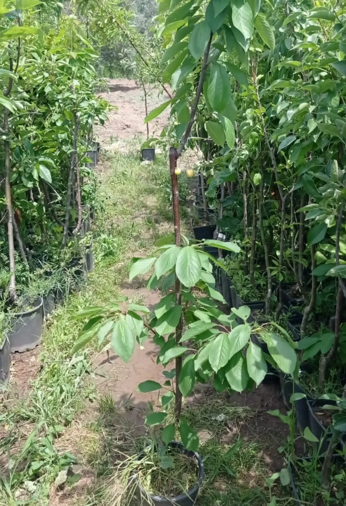 Grafted, Certificated Cherry Sapling Seedling