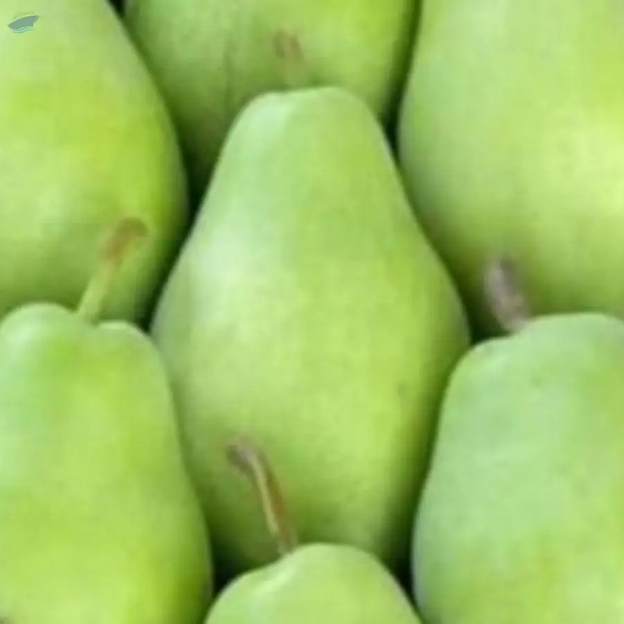 Pears From Turkey