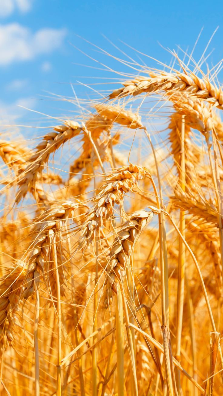 WHEAT FLOUR