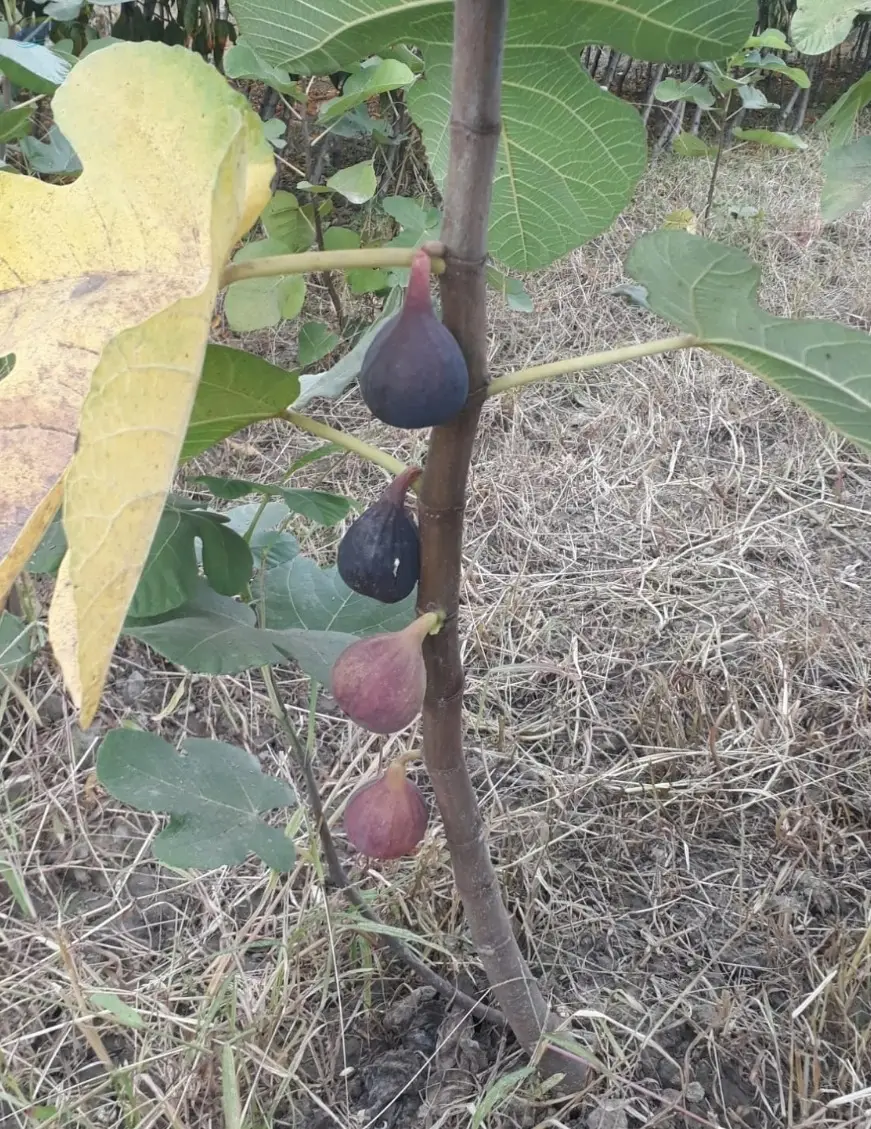 Grafted, Certificated Fig Sapling Seedling