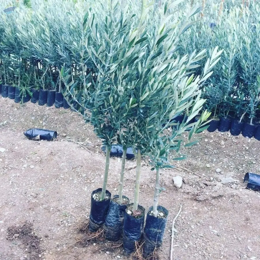 Grafted, Certificated Olive Sapling Seedling