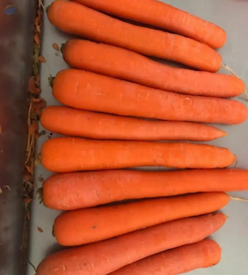 Premium Fresh Carrot
