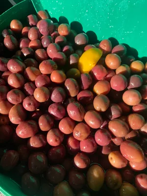 Green-cracked olives