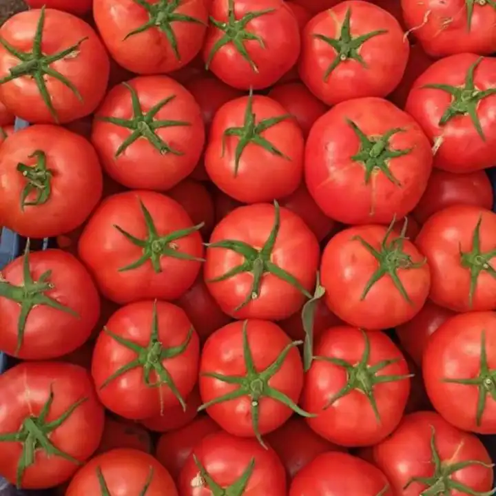 Fresh tomatoes Fast Shipping high Quality tomato from Turkey