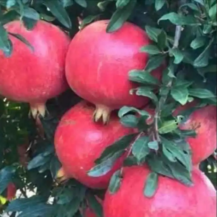 New Corp 2023 Premium Grade Fresh Pure Pomegranate Pomegranate from Turkey Fast Shipping high quality pomegranate