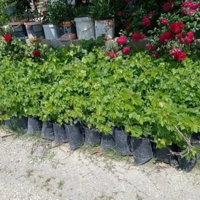 Seedlings