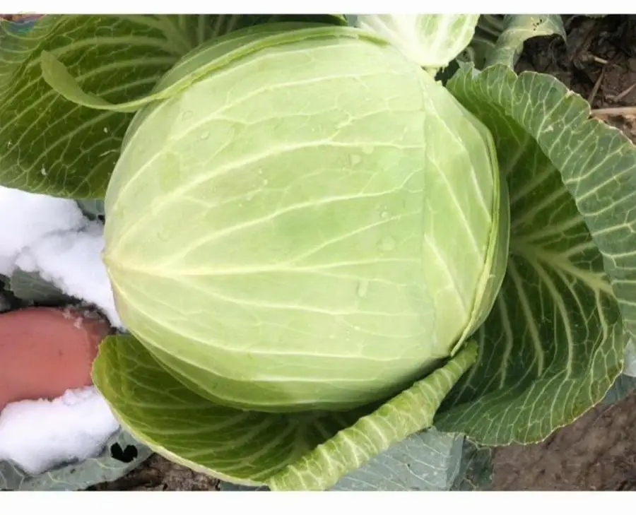 Fresh Cabbage From Turkey