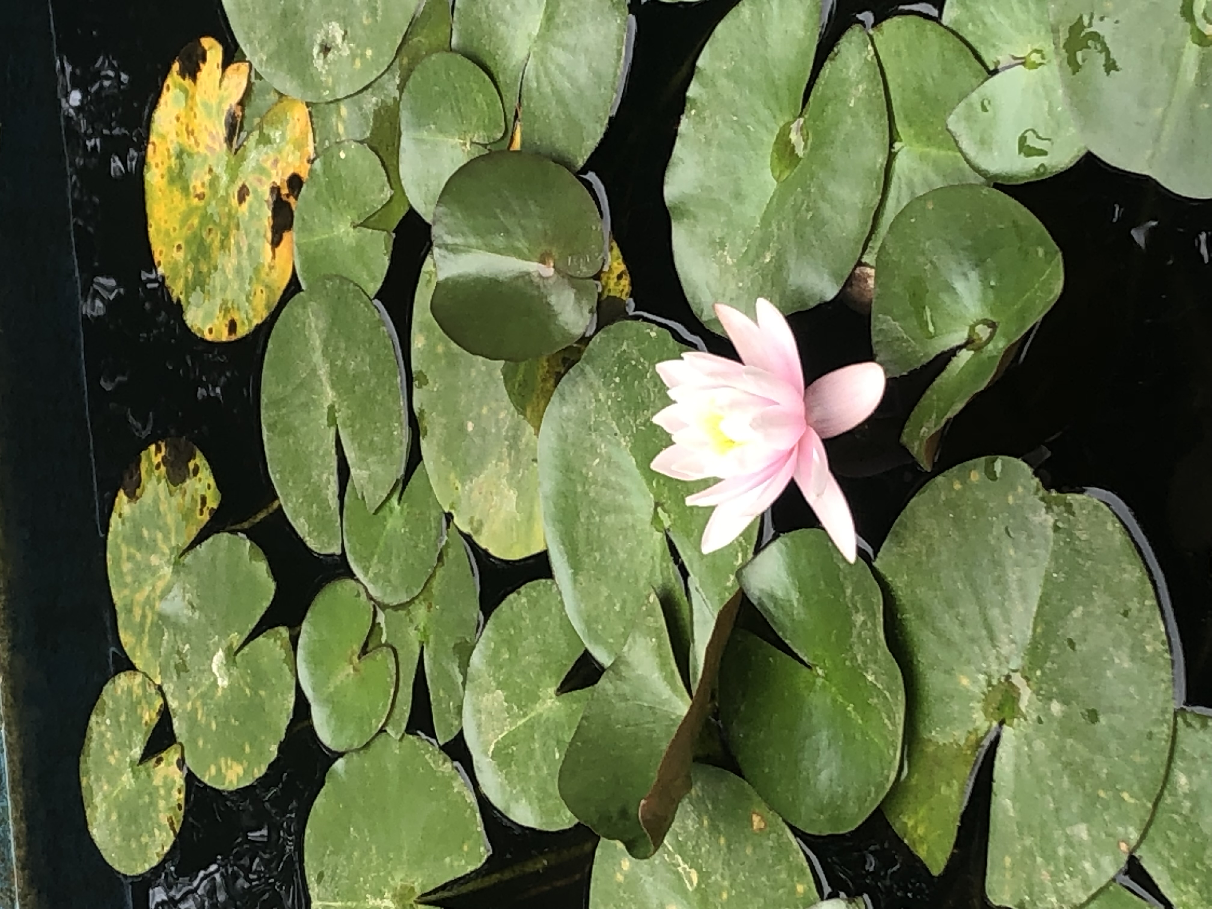 Ayurveda: perché può esserti utile?