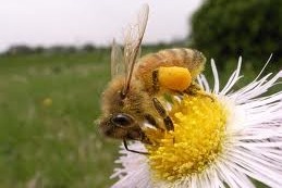 ミツバチ自然療法