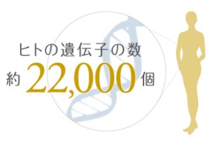 DNA(肥満遺伝子)解析