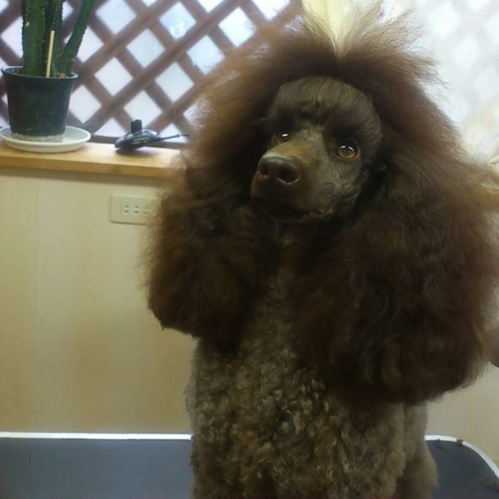 PETSALON partnerdog