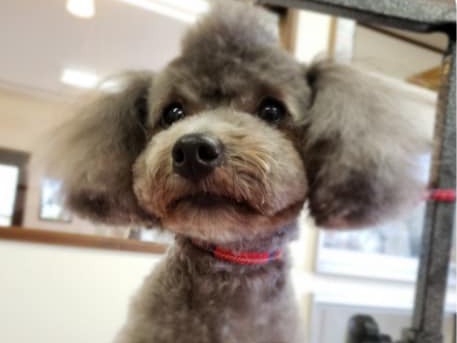 愛犬が笑顔で過ごせるサロン