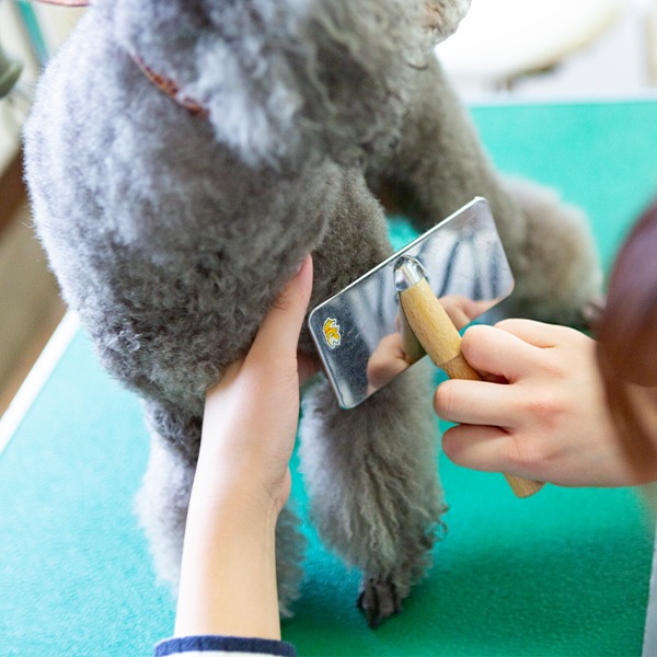 シャンプー・カット