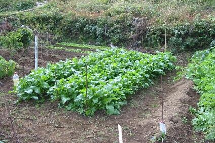 お野菜は安心な無農薬