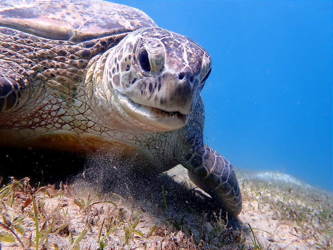 Turtles in Marsa Mubarak