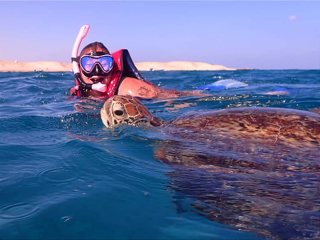 Turtles in Marsa Mubarak
