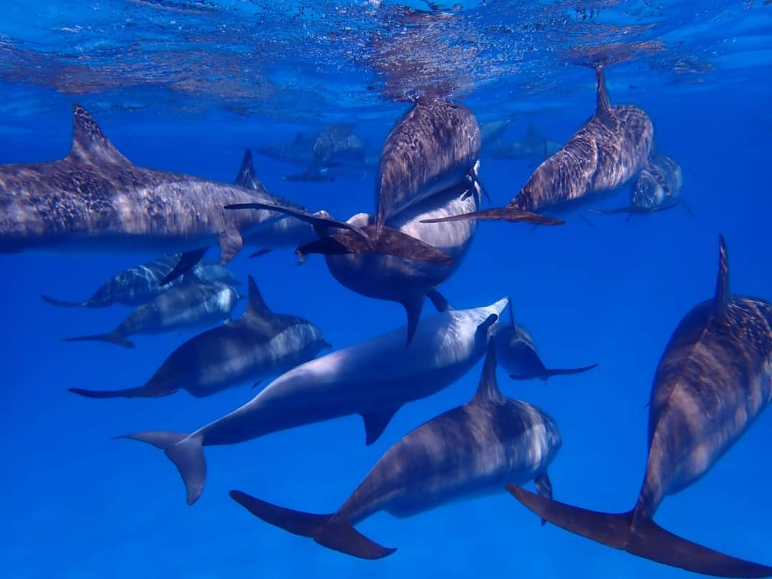 Dolphins in Satayah