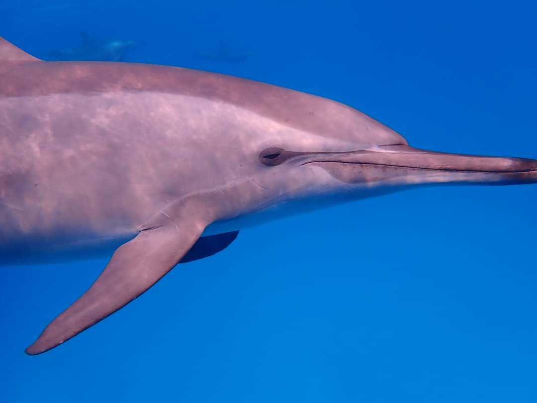 Satayah Reef