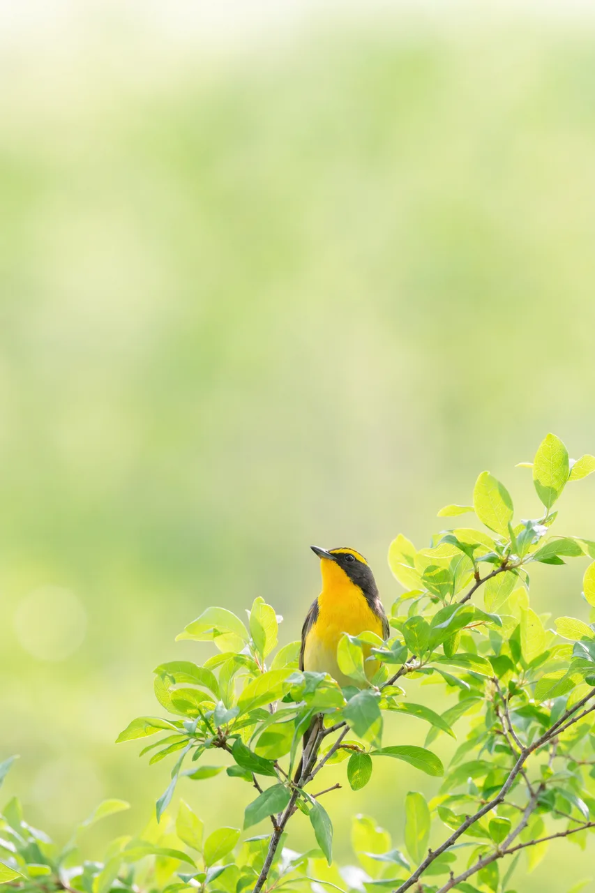 自然の中の小鳥 0255。動物をテーマにした、広告・Web・記事制作に使いやすい素材です。