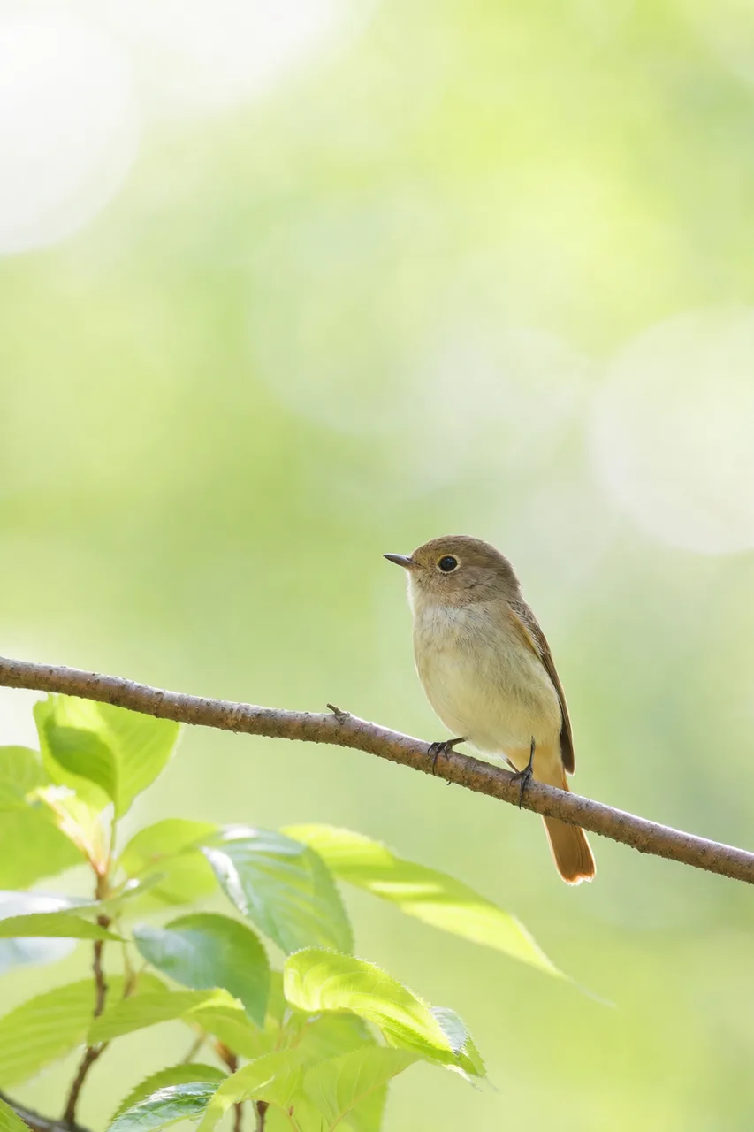 自然の中の小鳥 0375。動物をテーマにした、広告・Web・記事制作に使いやすい素材です。