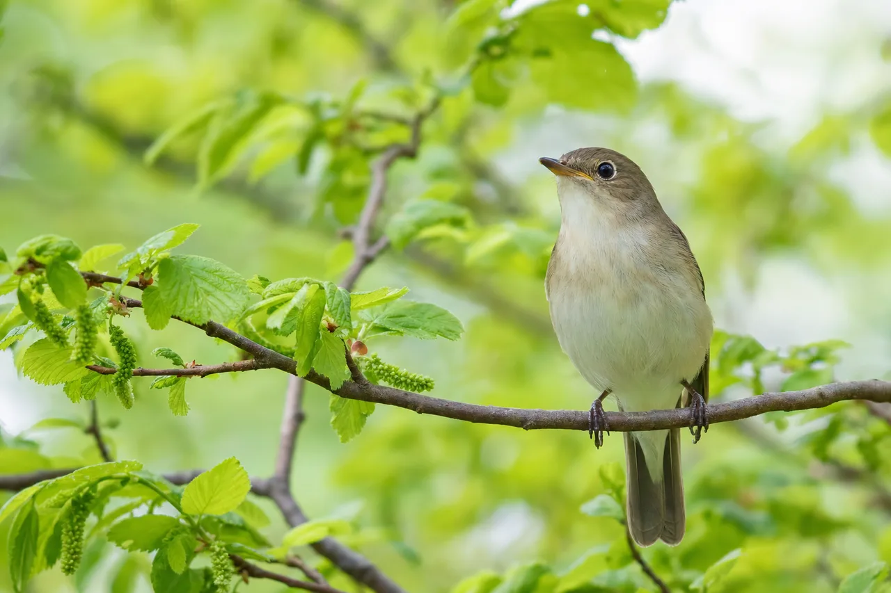 自然の中の小鳥 0495。動物をテーマにした、広告・Web・記事制作に使いやすい素材です。
