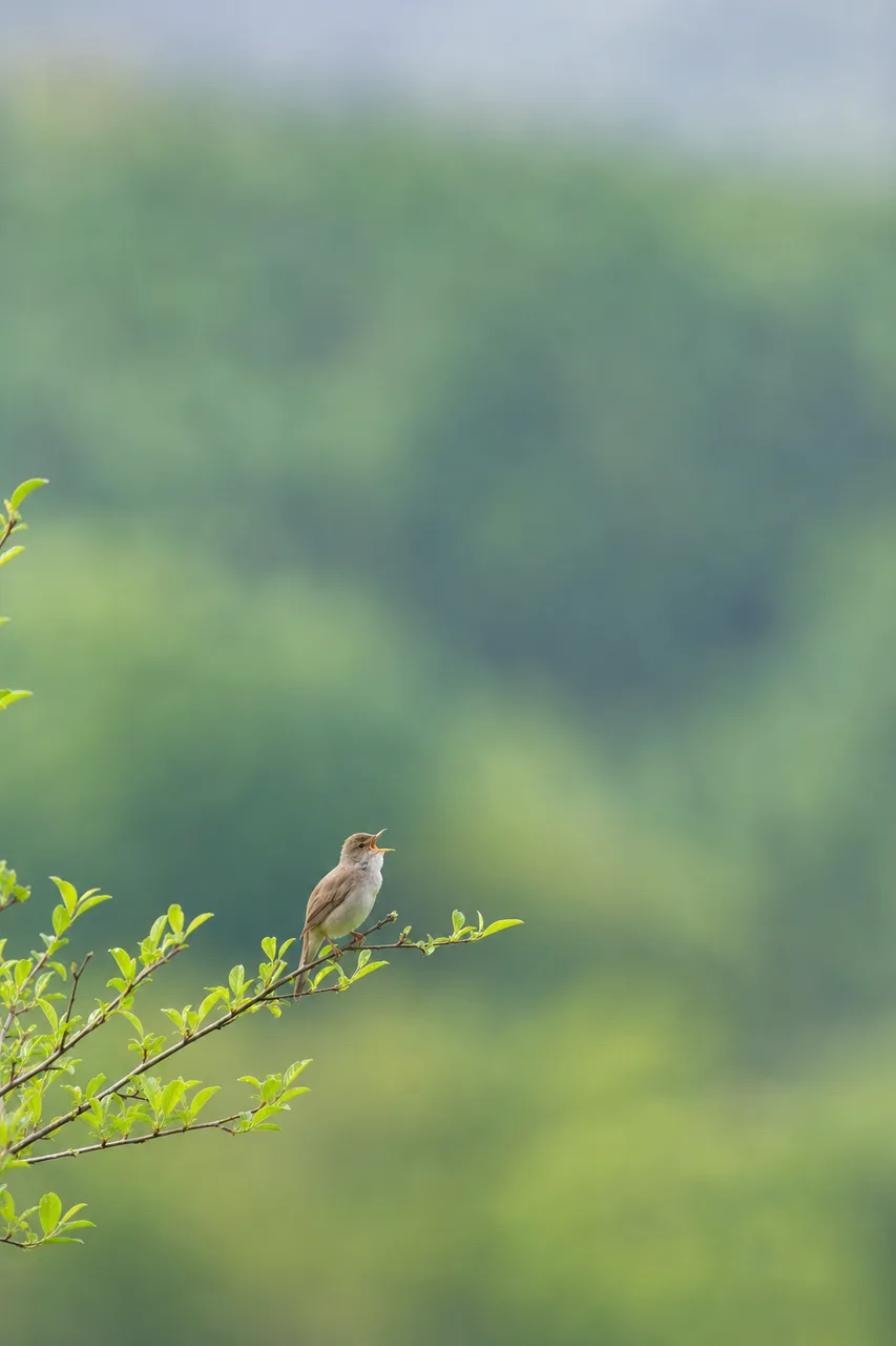 自然の中の小鳥 0855。動物をテーマにした、広告・Web・記事制作に使いやすい素材です。