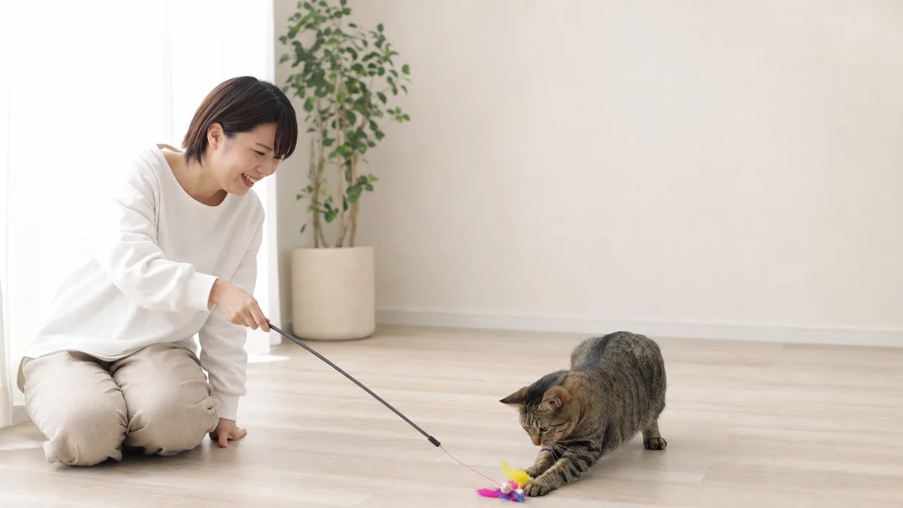 おもちゃで遊ぶ日本人と猫（横長・コピースペース）。猫のおもちゃ、遊び、ペット、室内飼育の記事向け素材です。