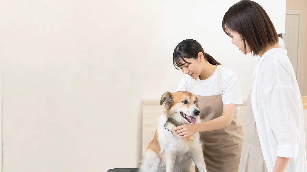犬を手入れする日本人トリマー（横長・コピースペース）。トリマー、ペットサロン、犬、動物ケアの記事向け素材です。