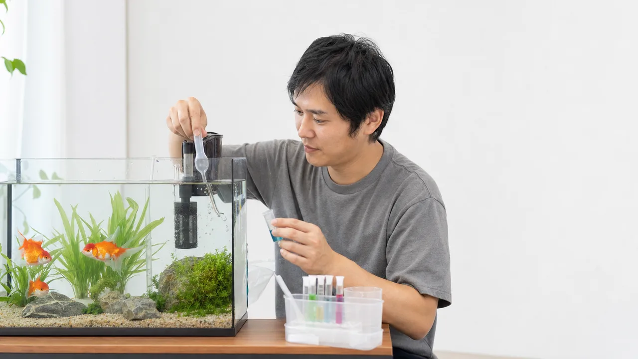 金魚の水槽を手入れする日本人（横長・コピースペース）。金魚、アクアリウム、水槽管理、ペットの記事向け素材です。