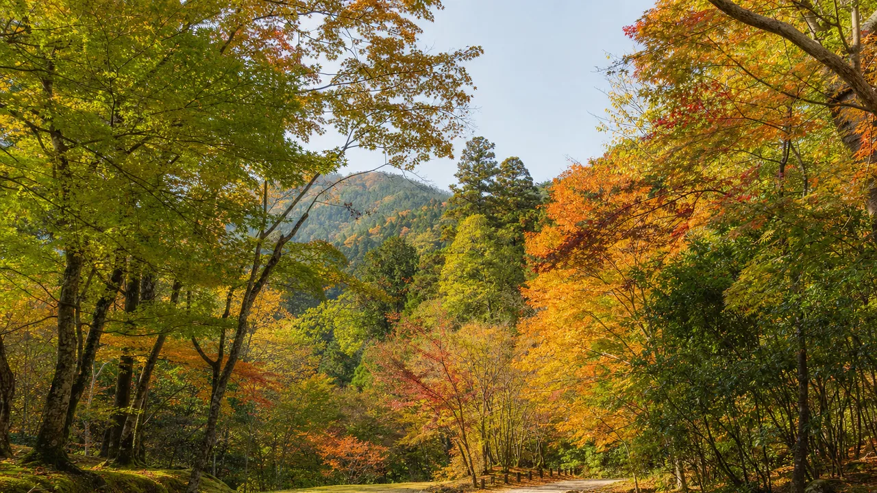 色づく日本の秋の森（横長・余白背景）。秋の森、紅葉、森林、季節の自然向け素材です。