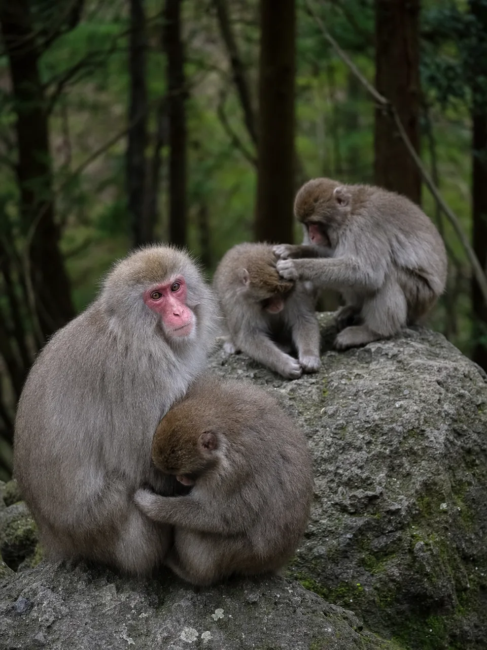 森で暮らすニホンザル（自然な縦位置写真）。ニホンザル、野生動物、サル、森林の記事や案内に使える商用素材です。