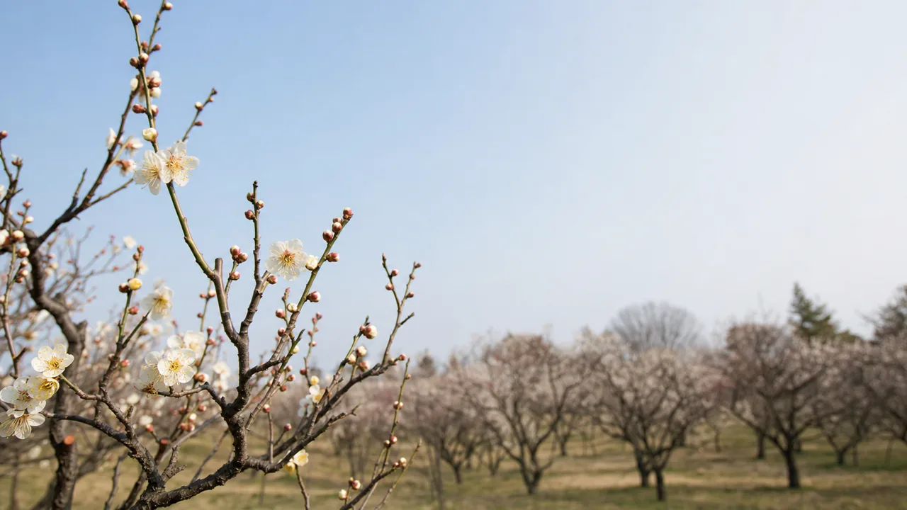 早春に咲く日本の梅の花（横長・余白背景）。梅の花、梅林、早春、花の風景向け素材です。