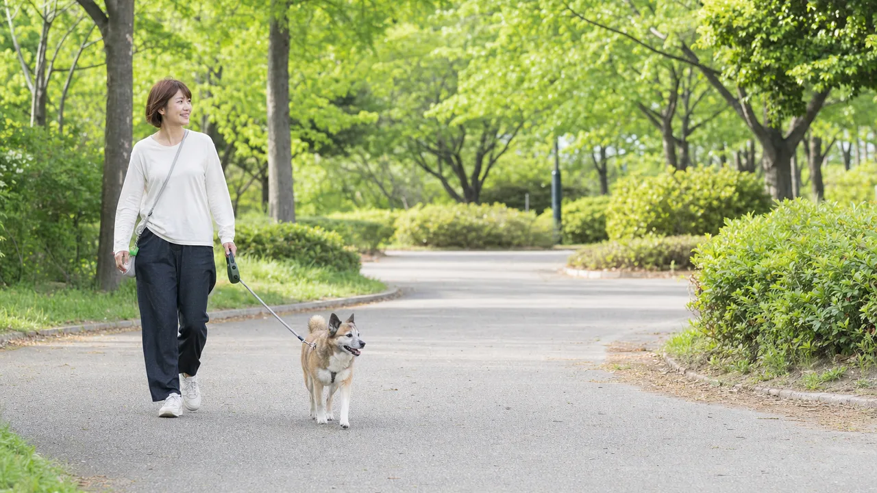 犬と散歩する日本人（横長・コピースペース）。犬の散歩、ペット、健康、地域生活の記事に使える日常素材です。