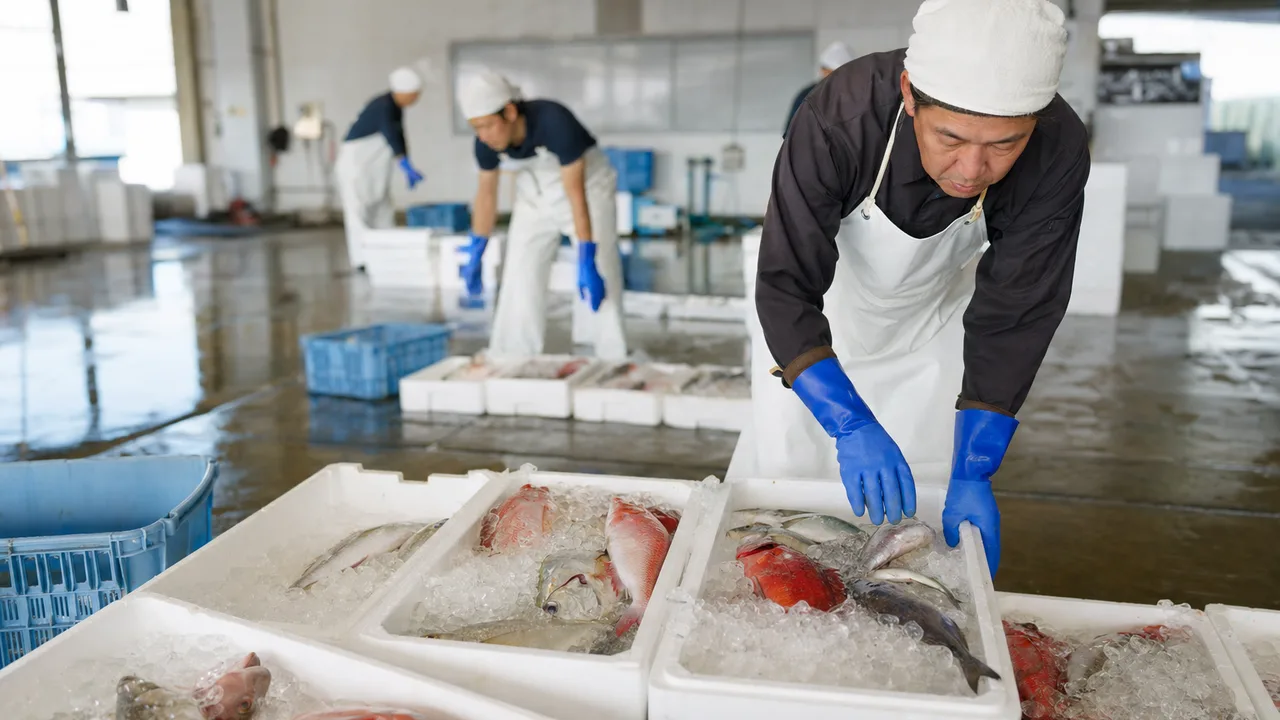 魚市場で鮮度を確認する日本人（横長・コピースペース）。魚市場、鮮魚、水産業、卸売市場の記事や案内に使える商用素材です。