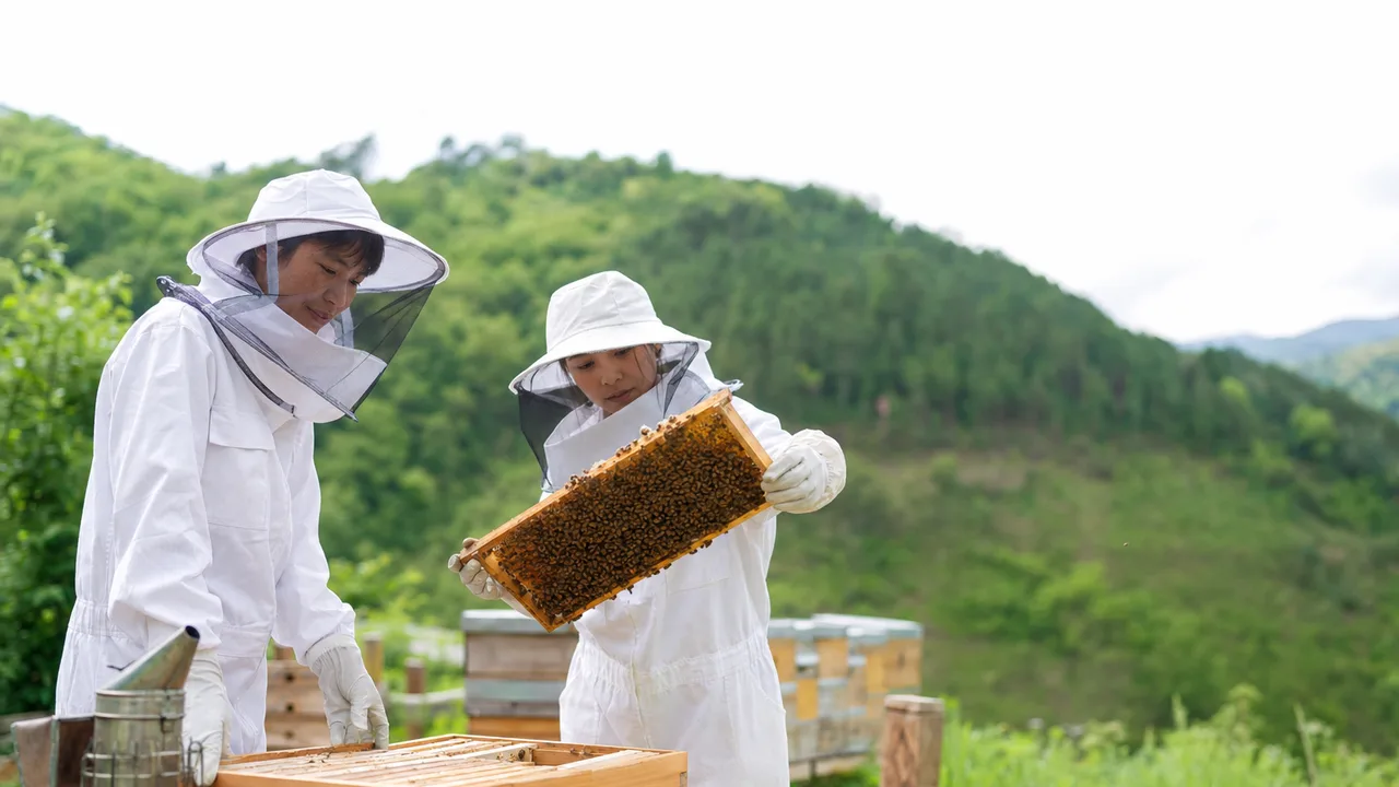 ミツバチを世話する日本人養蜂家（横長・コピースペース）。養蜂、ミツバチ、蜂蜜、受粉の記事や案内に使える商用素材です。
