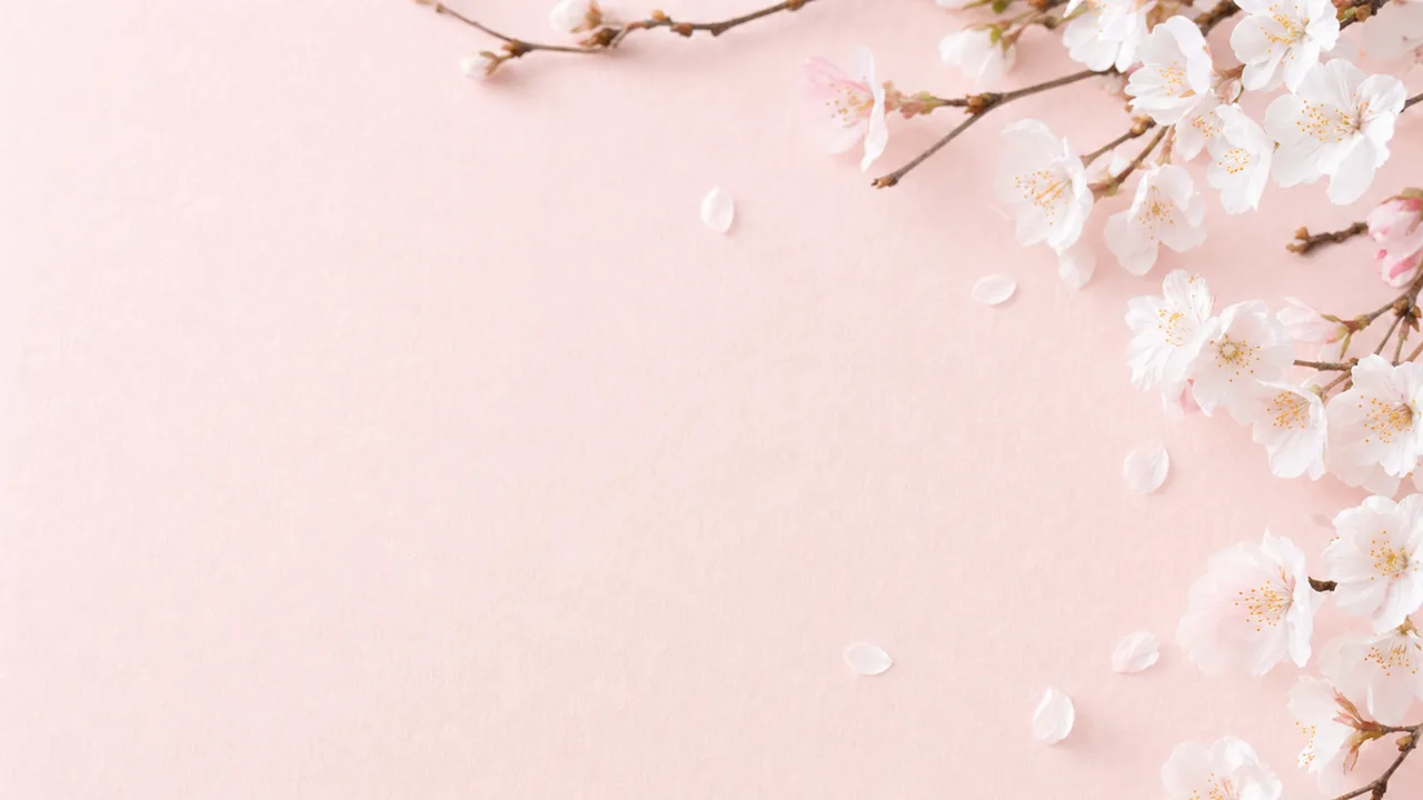 上品な桜背景（横長・余白背景）。桜背景、春、花、和風デザイン向け素材です。
