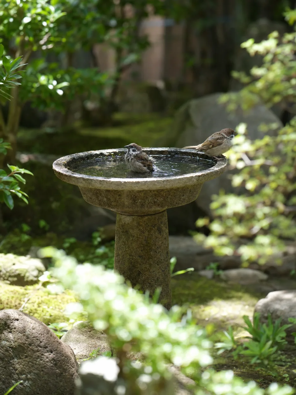 都市の野鳥が利用する水場（自然な縦位置写真）。都市のバードバス、野鳥の水場、野鳥、バードバスの記事や案内に使える商用素材です。