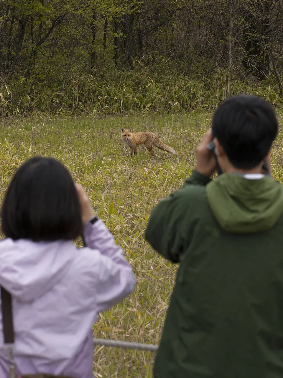 野生のキツネを遠くから観察する日本人（自然な縦位置写真）。野生のキツネ、キタキツネ、野生動物観察、自然観察の記事や案内に使える商用素材です。
