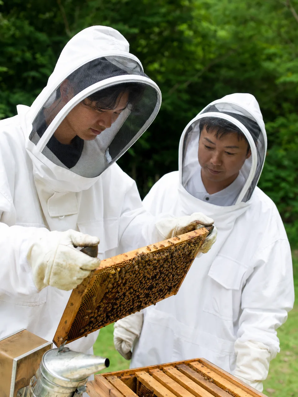 ミツバチを世話する日本人養蜂家（自然な縦位置写真）。養蜂、ミツバチ、蜂蜜、受粉の記事や案内に使える商用素材です。