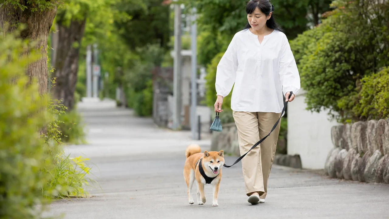 柴犬と散歩する日本人（横長・コピースペース）。柴犬、犬の散歩、ペットとの暮らし、日常の記事向け素材です。