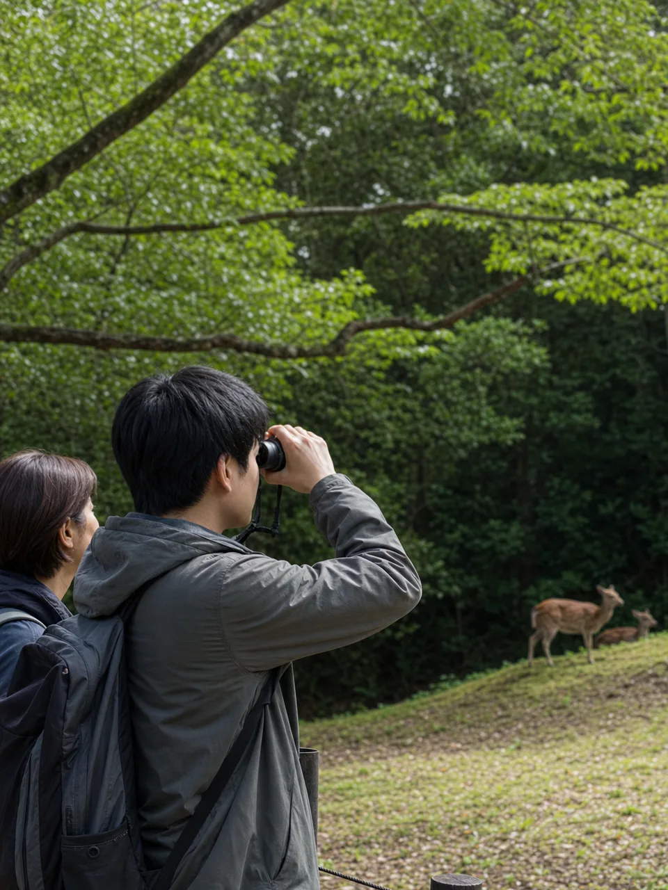野生のシカを観察する日本人（自然な縦位置写真）。野生のシカ、ニホンジカ、野生動物観察、自然観察の記事や案内に使える商用素材です。