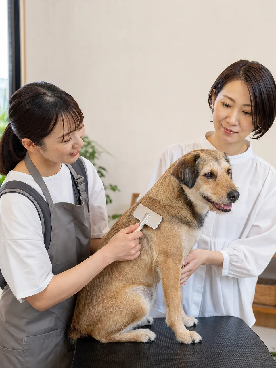 犬を手入れする日本人トリマー（自然な縦位置写真）。トリマー、ペットサロン、犬、動物ケアの記事向け素材です。