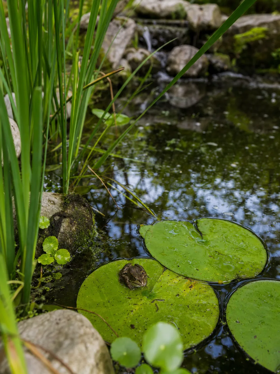 カエルが暮らす自然な池（自然な縦位置写真）。カエル、池、水辺、両生類の記事や案内に使える商用素材です。