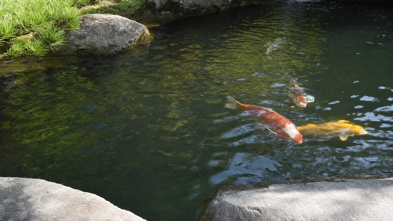 庭園の池で泳ぐ健康な錦鯉（横長・コピースペース）。錦鯉、鯉、庭園池、観賞魚の記事や案内に使える商用素材です。