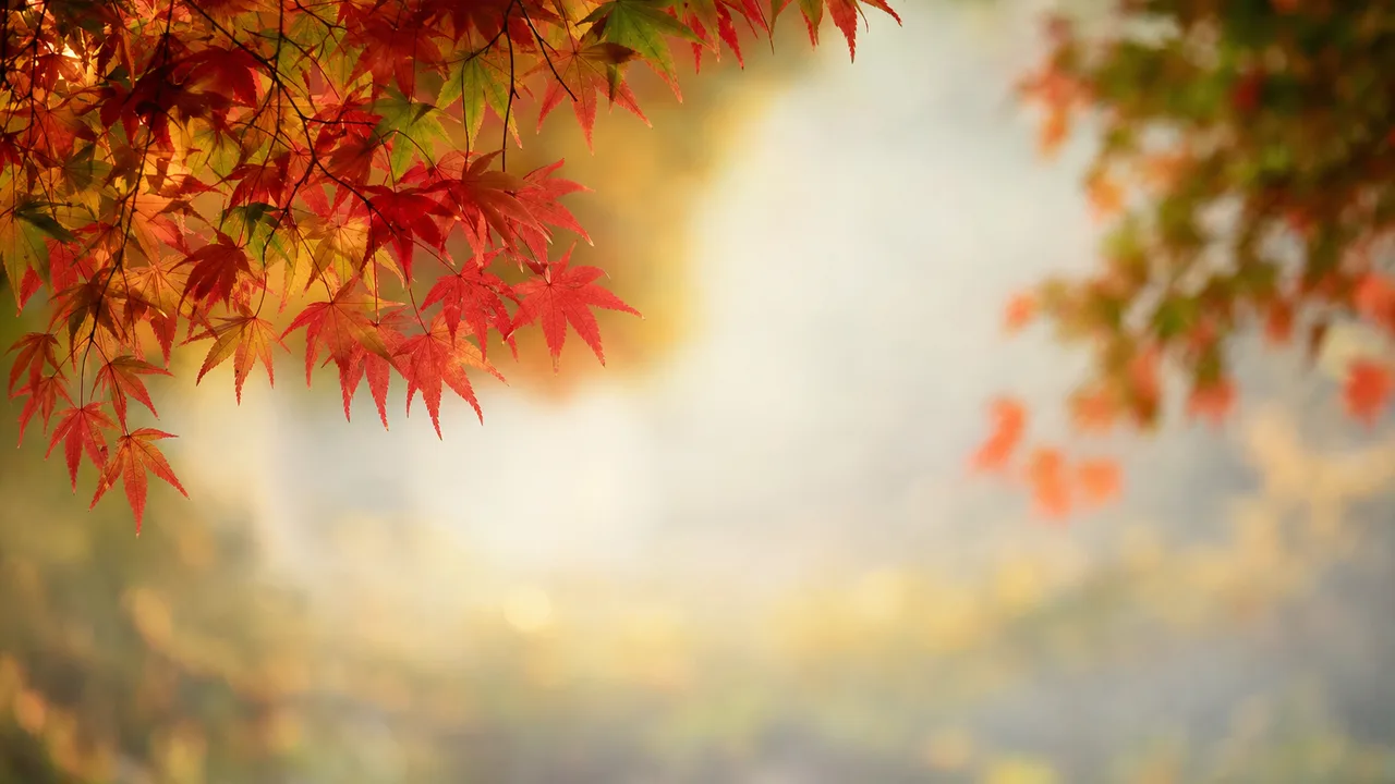深みのある紅葉背景（横長・余白背景）。紅葉背景、秋、もみじ、季節デザイン向け素材です。