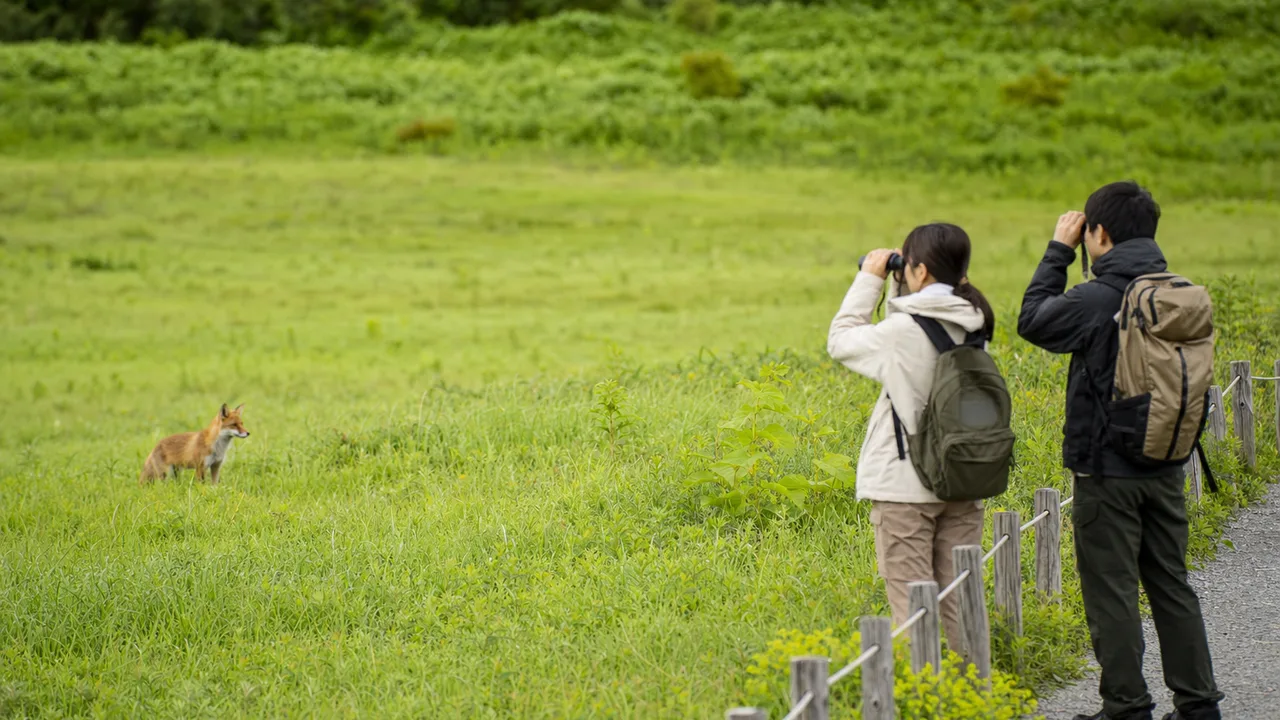 野生のキツネを遠くから観察する日本人（横長・コピースペース）。野生のキツネ、キタキツネ、野生動物観察、自然観察の記事や案内に使える商用素材です。