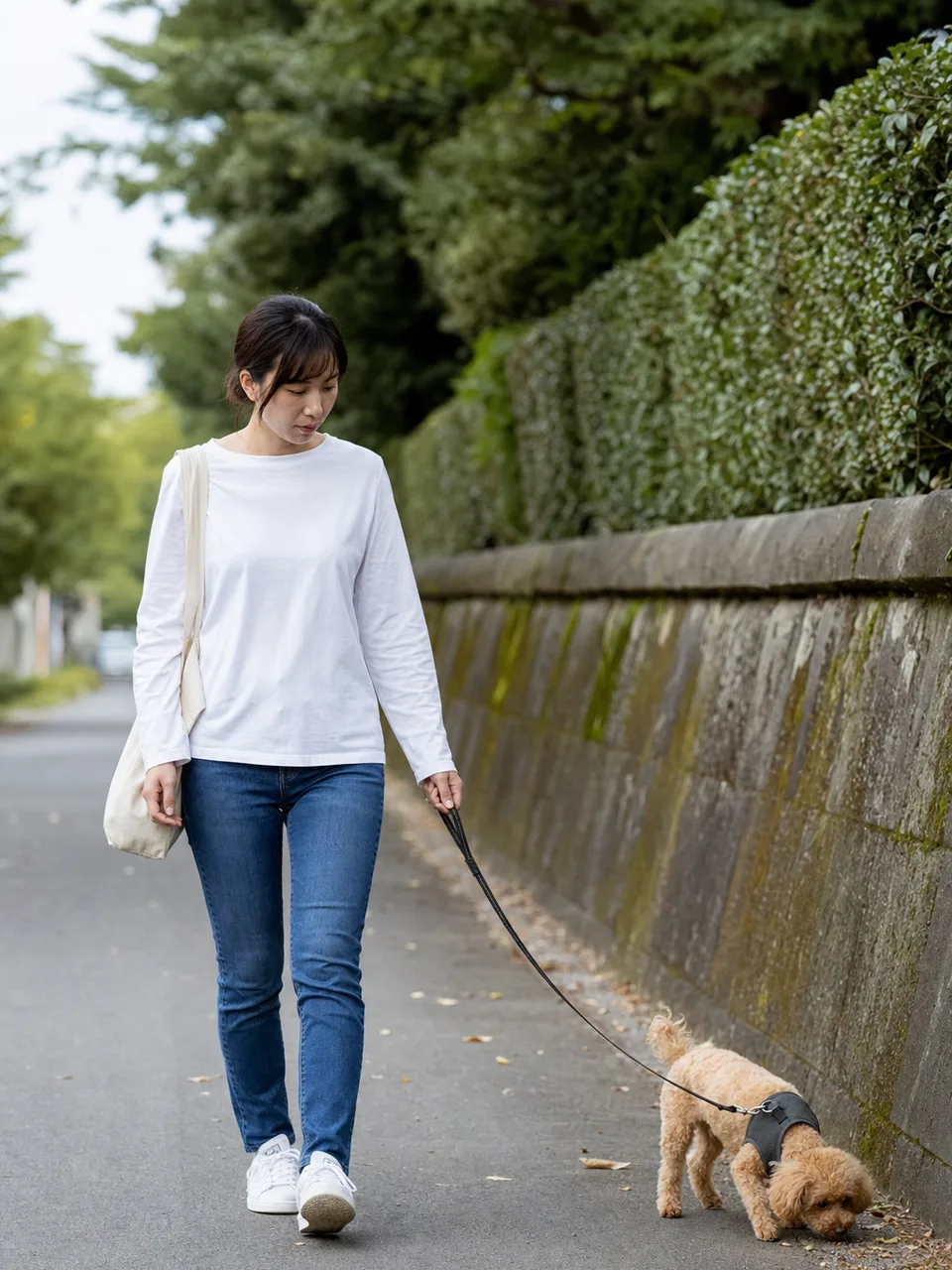 トイプードルと散歩する日本人（自然な縦位置写真）。トイプードル、犬の散歩、ペット、日常の記事向け素材です。