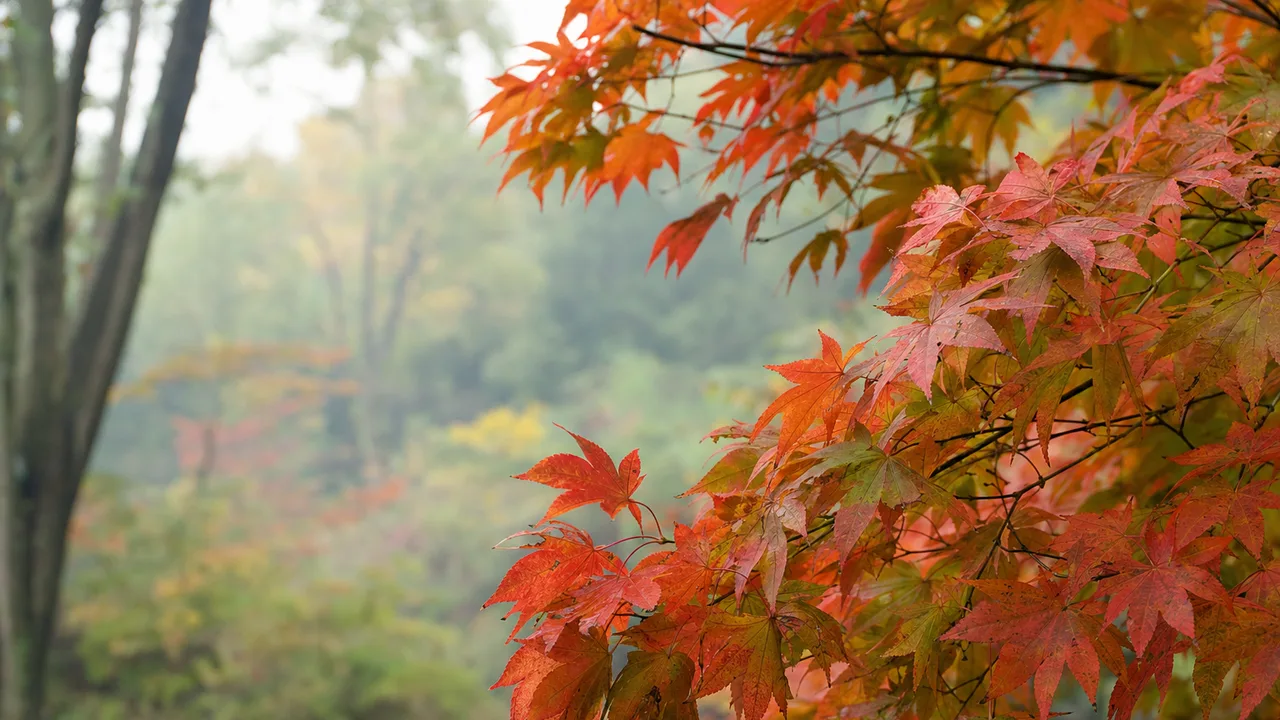 自然光に映える日本のもみじ（横長・余白背景）。もみじ、楓、紅葉、秋の自然向け素材です。